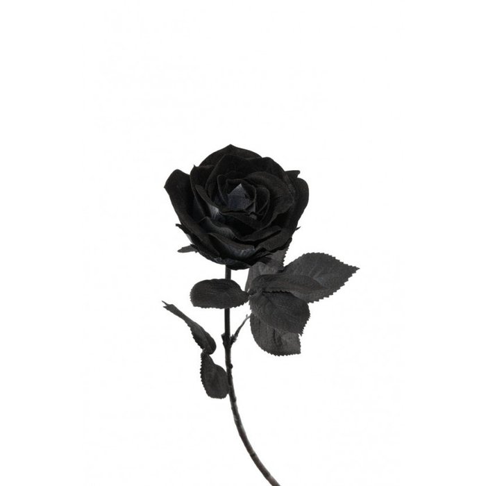 Rosa nera Decorazione