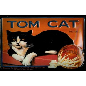 Tom Cat - Katze 