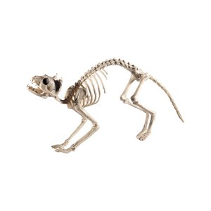 Squelette de Chat