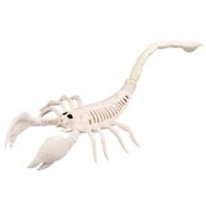 Squelette de scorpion