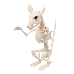 Squelette de rat: Robin
