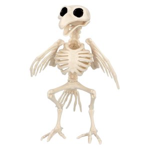Squelette d'oiseau: Flori