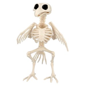 Squelette d'oiseau : Flori
