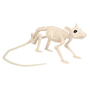 Squelette de rat: Tete