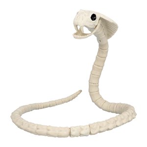 Squelette de serpent : Samantha