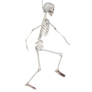 Skelett: Pedro
