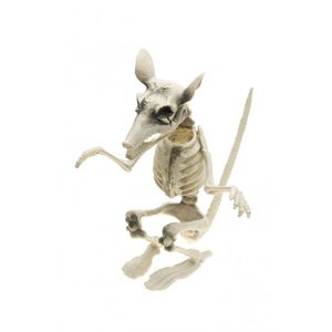 Squelette de rat: Franco