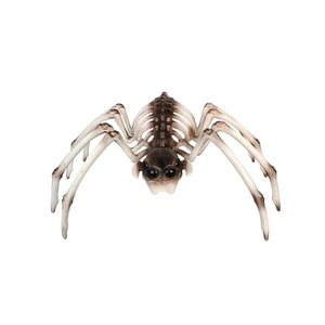 Spinne Fidelio