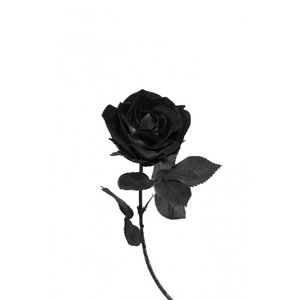 Schwarze Rose