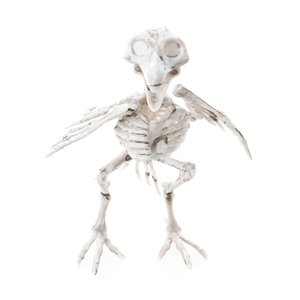 Squelette de corbeau