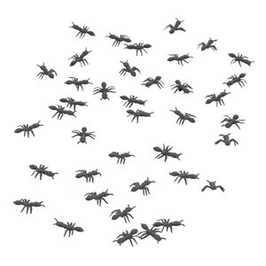 Schwarze Ameisen - 100 Stück