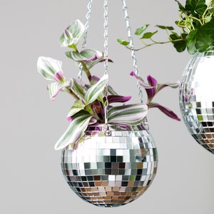 Disco Blumen