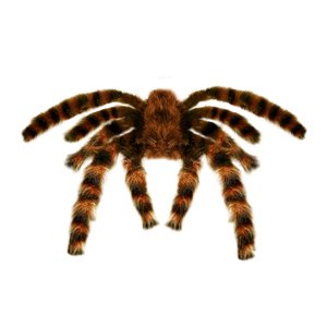 Vogelspinne - 75cm