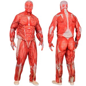 Fast Costume: Anatomy