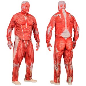 Fast Costume: Anatomy