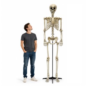 Scheletro: Maxi - 240 cm